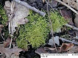 Attēlu rezultāti vaicājumam “Oxyrrhynchium hians var. rigidum”