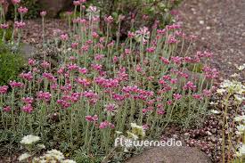 Attēlu rezultāti vaicājumam “Antennaria dioica fruit”