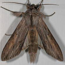 Attēlu rezultāti vaicājumam “Cucullia umbratica”