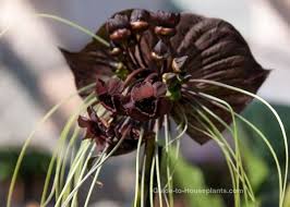 Image result for Tacca chantrieri