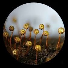 Attēlu rezultāti vaicājumam “Physarum flavicomum spores”