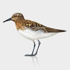 Attēlu rezultāti vaicājumam “Calidris alba adult”
