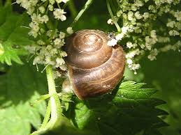 Attēlu rezultāti vaicājumam “Fruticola fruticum”