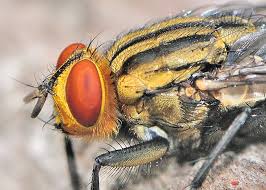 Attēlu rezultāti vaicājumam “Sarcophagidae”