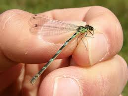 Attēlu rezultāti vaicājumam “Coenagrion pulchellum male”