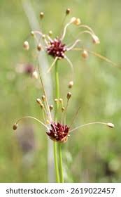 Attēlu rezultāti vaicājumam “Allium oleraceum”