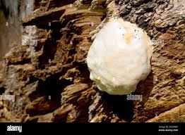 Attēlu rezultāti vaicājumam “Reticularia lycoperdon”