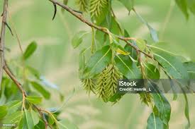 Attēlu rezultāti vaicājumam “Salix pentandra flower”