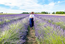 Image result for Lavendel