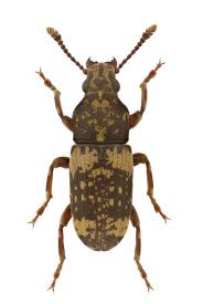 Attēlu rezultāti vaicājumam “Anthribidae”