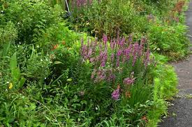 Attēlu rezultāti vaicājumam “Lythraceae”