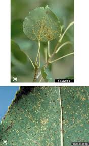 Attēlu rezultāti vaicājumam “Melampsora magnusiana”