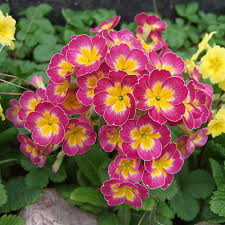 Image result for Primula malacoides
