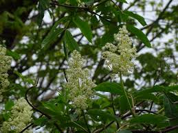 Attēlu rezultāti vaicājumam “Sambucus racemosa flower”
