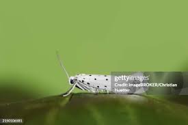 Attēlu rezultāti vaicājumam “Yponomeutidae”