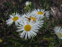 Attēlu rezultāti vaicājumam “Erigeron annuus flower”