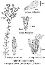 Attēlu rezultāti vaicājumam “Heterotrichia oerstedii (syn. Arcyria oerstedii) stalked”