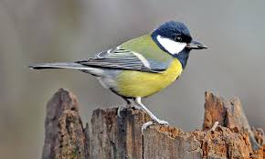 Attēlu rezultāti vaicājumam “Parus major”