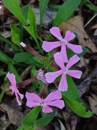 Attēlu rezultāti vaicājumam “Silene borysthenica flower”