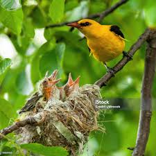 Attēlu rezultāti vaicājumam “Oriolus oriolus male”