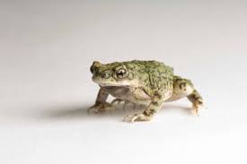 Attēlu rezultāti vaicājumam “Nardia geoscyphus”