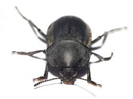 Attēlu rezultāti vaicājumam “Silpha obscura”