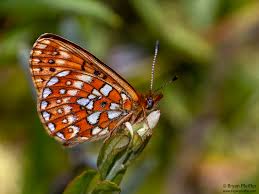 Attēlu rezultāti vaicājumam “Boloria aquilonaris underside”