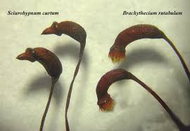 Attēlu rezultāti vaicājumam “Sciuro-hypnum curtum”