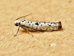 Attēlu rezultāti vaicājumam “Yponomeuta plumbella”