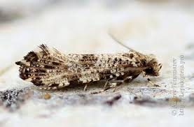 Attēlu rezultāti vaicājumam “Morophaga choragella”