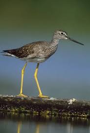 Image result for Tringa melanoleuca