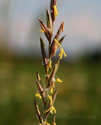 Attēlu rezultāti vaicājumam “Elytrigia repens flower”