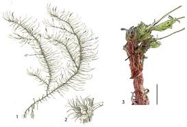 Attēlu rezultāti vaicājumam “Dicranum spurium”