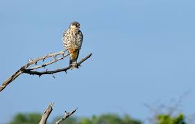 Image result for Falco amurensis