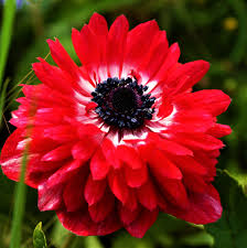 Attēlu rezultāti vaicājumam “Anemone”