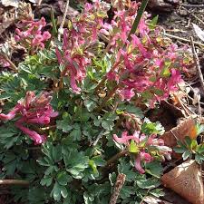 Attēlu rezultāti vaicājumam “Corydalis solida flower”