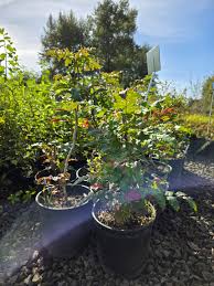 Attēlu rezultāti vaicājumam “Mahonia aquifolium”