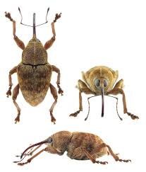 Attēlu rezultāti vaicājumam “Curculio venosus”