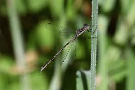 Attēlu rezultāti vaicājumam “Lestidae”