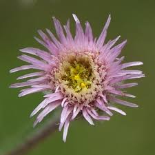 Attēlu rezultāti vaicājumam “Erigeron acris”