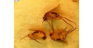 Attēlu rezultāti vaicājumam “Phoridae”