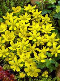 Attēlu rezultāti vaicājumam “Eranthis hyemalis”