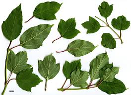 Attēlu rezultāti vaicājumam “Viburnum opulus leaf”