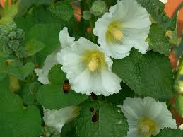 Image result for Alcea (althaea) rosea