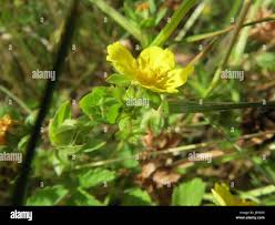 Attēlu rezultāti vaicājumam “Potentilla reptans leaf”