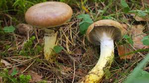 Attēlu rezultāti vaicājumam “Gomphidius glutinosus”