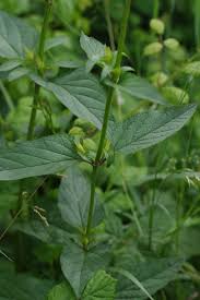 Attēlu rezultāti vaicājumam “Scrophularia nodosa”