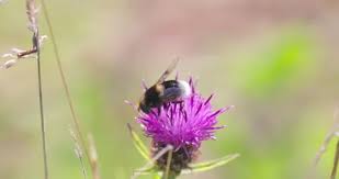Attēlu rezultāti vaicājumam “Eristalis sp.”