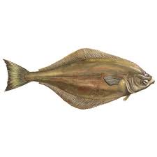 Image result for Hippoglossus hippoglossus