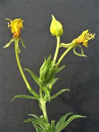 Attēlu rezultāti vaicājumam “Oenothera biennis bud”